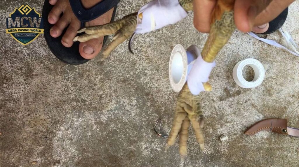 Cách Băng Cựa Gà Có Thật Sự Ảnh Hưởng Đến Kết Quả Cá Cược?