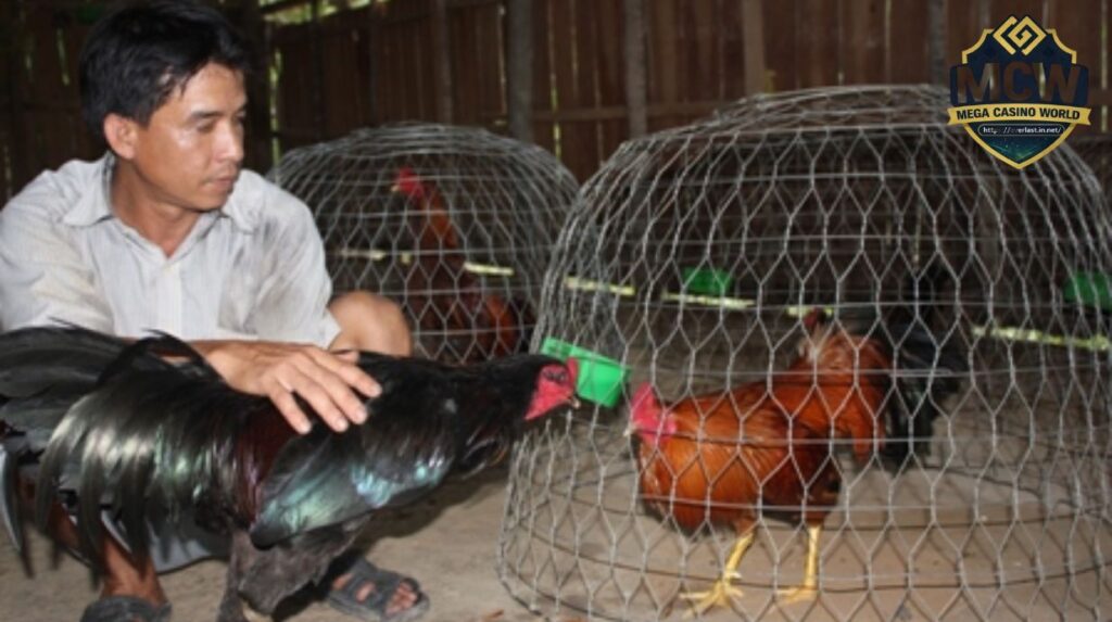 Cách Chọn Giống Gà Đá Chuẩn – Nền Tảng Quyết Định 50% Thành Bại