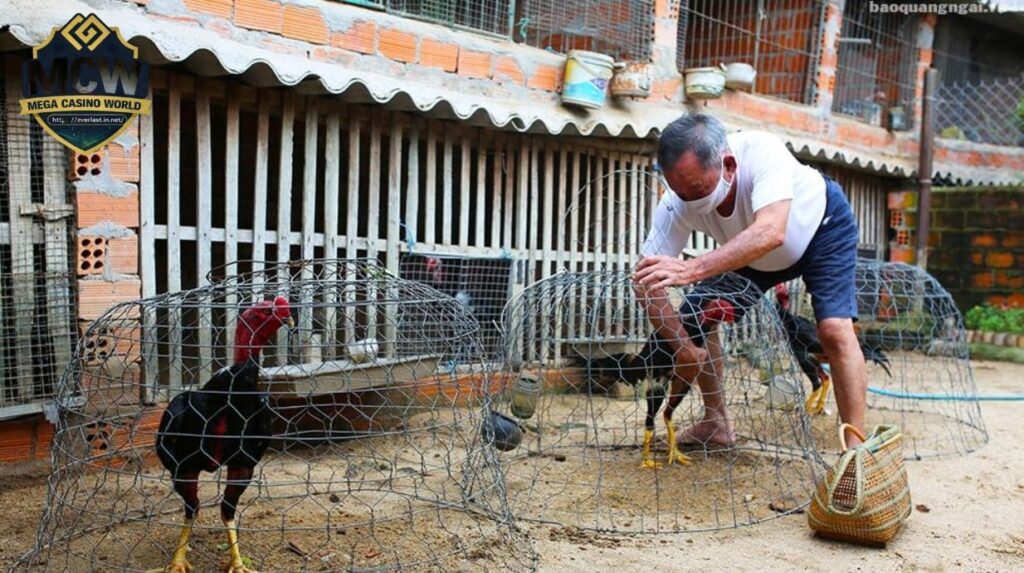 Cách Nuôi Gà Đá Ảnh Hưởng Đến Tỷ Lệ Thắng Khi Cá Cược