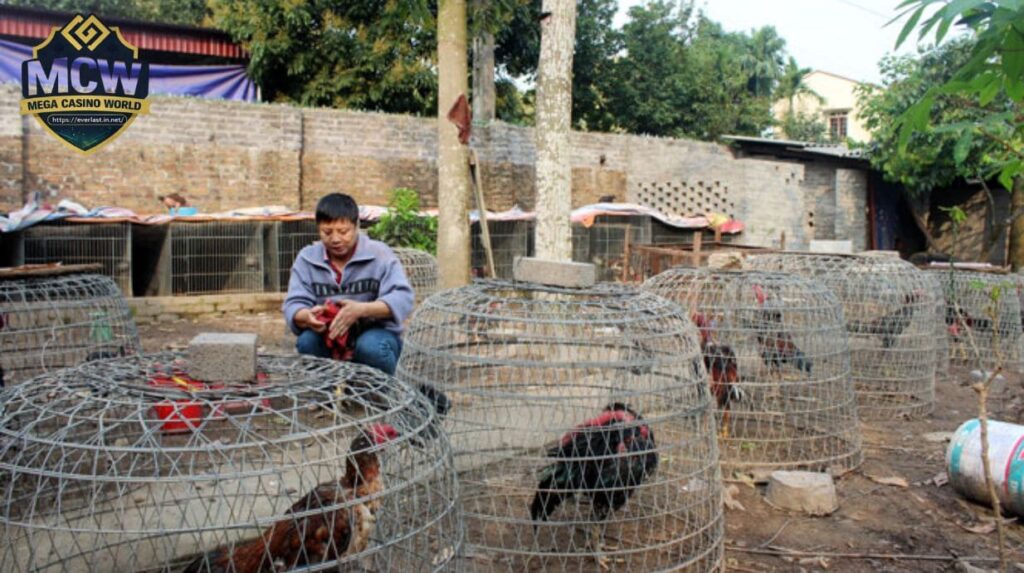 Chế Độ Dinh Dưỡng Cho Gà Đá Sung Sức, Không Xuống Phong Độ