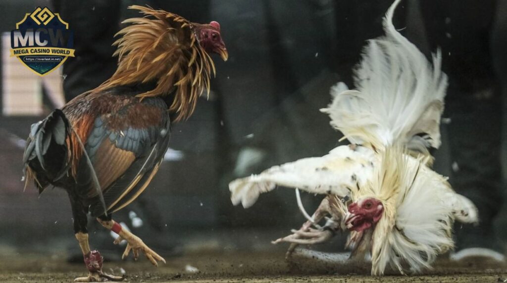 Chiến thuật thi đấu và cách đọc đòn