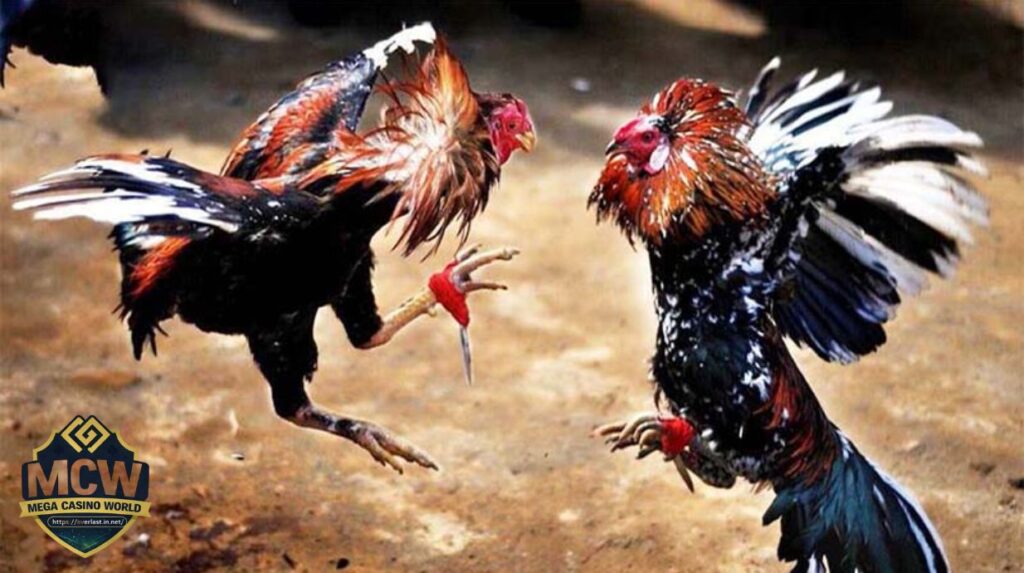 Cược và tỷ lệ trả thưởng đá gà Campuchia