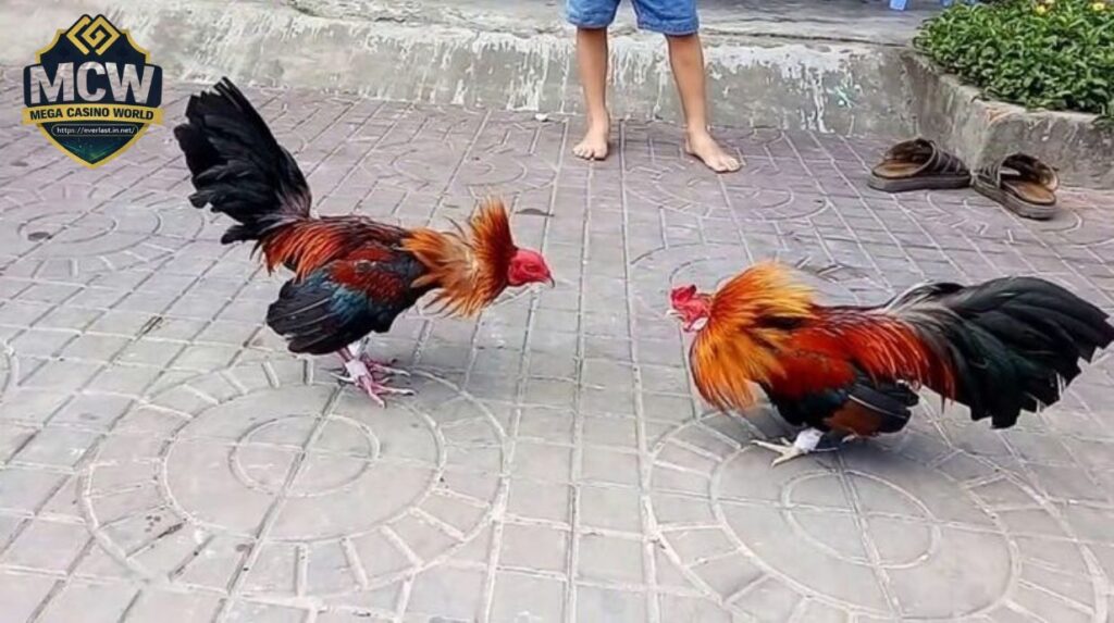 Đặc điểm nổi bật của gà tre chiến trong đá gà