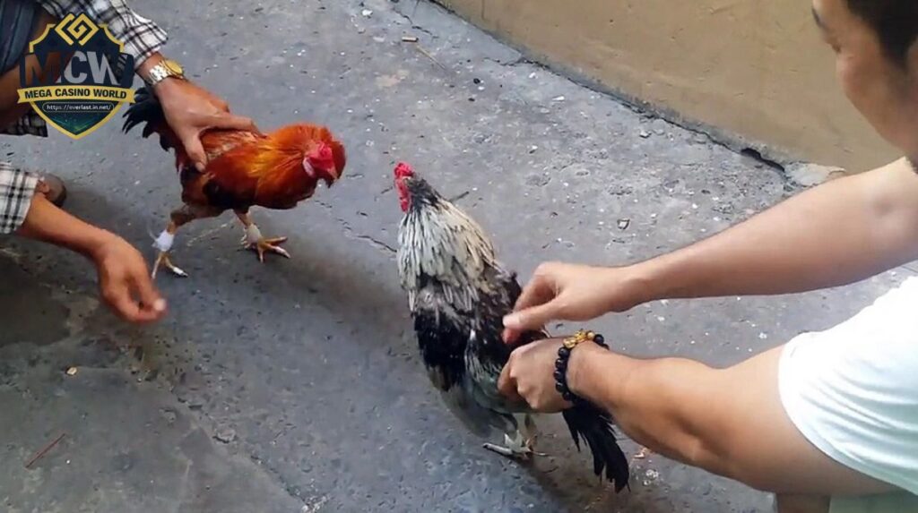 Hướng Dẫn Cách Băng Cựa Gà Đúng Kỹ Thuật Từng Bước