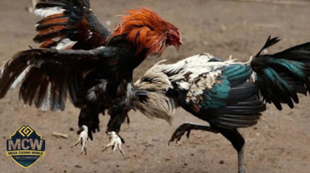 Luật thi đấu và quy định của đá gà Campuchia