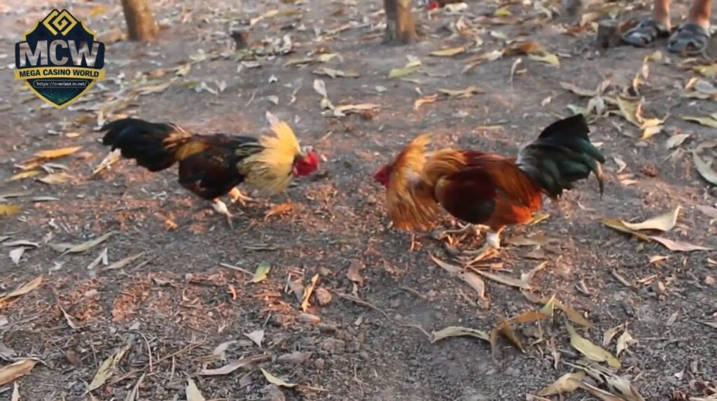 Những kèo cược đá gà tre được chơi nhiều