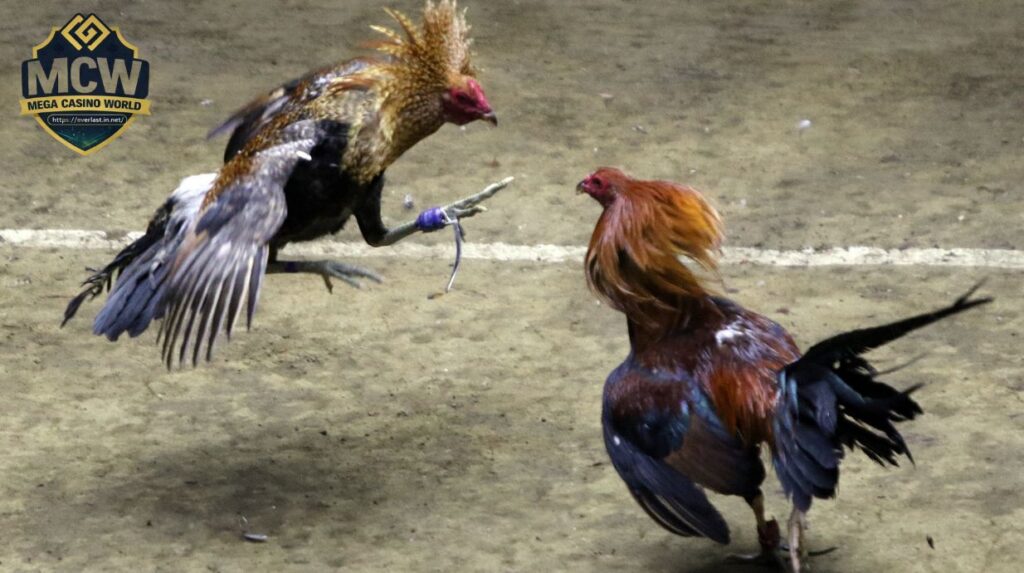 Phân loại gà cựa sắt theo trường phái thi đấu