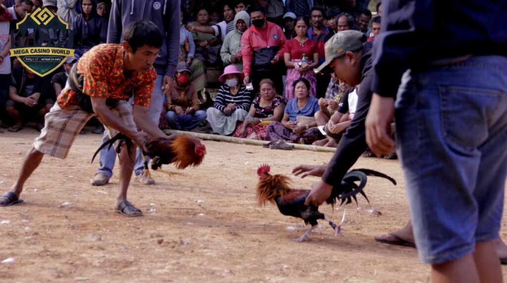Ưu điểm và hạn chế khi xem đá gà Thái trực tiếp