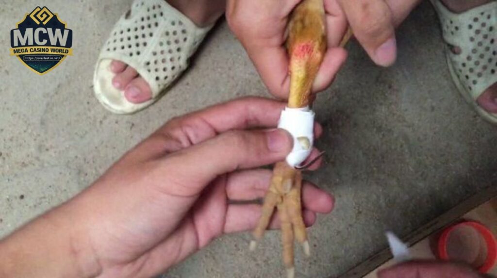 Vì Sao Cần Nắm Rõ Cách Băng Cựa Gà