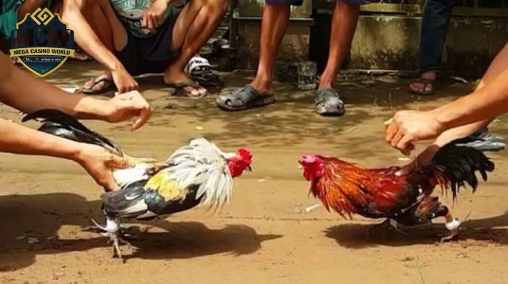 Xem đá gà tre trực tiếp ở đâu uy tín, không lag?