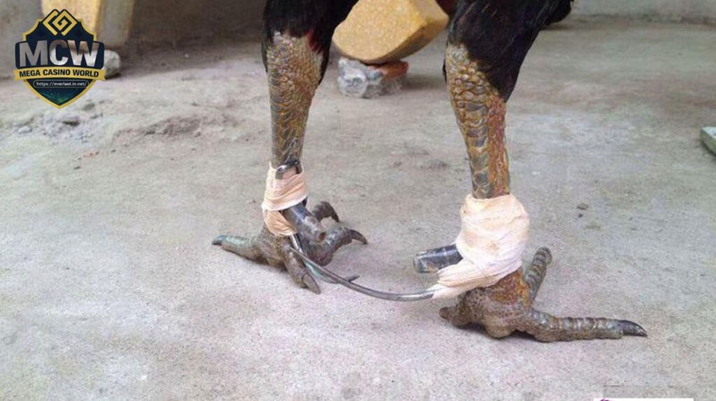 Cách Băng Cựa Gà