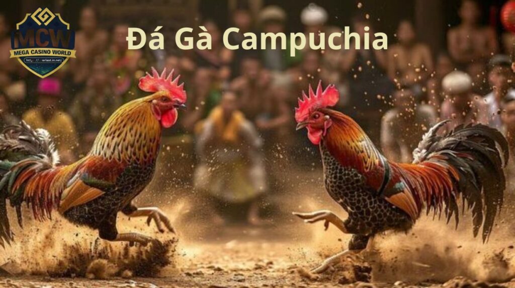 Đá gà Campuchia - Luật chơi, hình thức và cách xem chuẩn