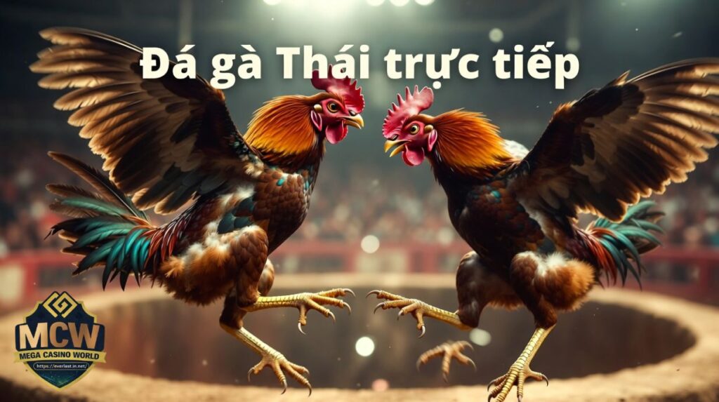 Đá gà Thái trực tiếp - Kinh nghiệm xem & cược hiệu quả
